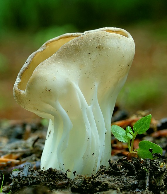 chriapač kalíškovitý Helvella acetabulum (L.) Quél.