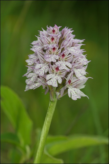 neotinea trojzubá / vstavač trojzubý/ Neotinea tridentata (Scop.) R. M. Bateman, Pridceon et M. W. Chase