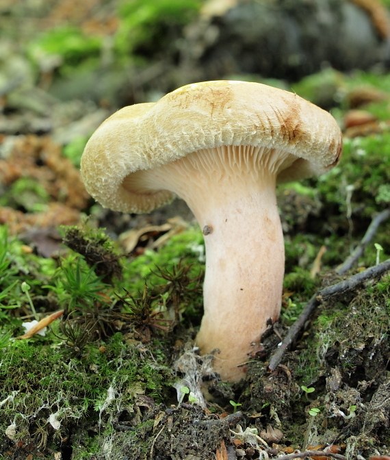 čechračka podvinutá Paxillus involutus (Batsch) Fr.