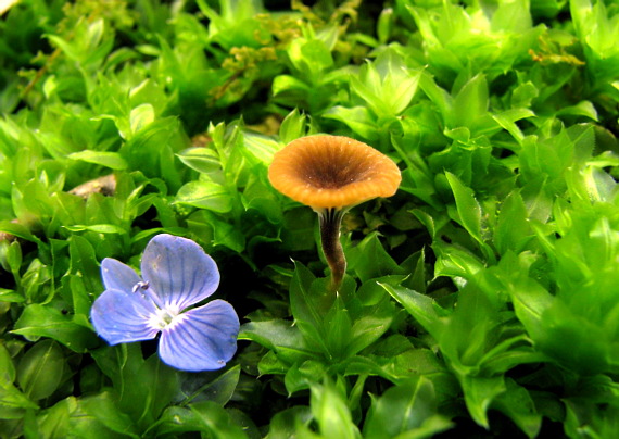 machovček Swartzov Rickenella swartzii (Fr.) Kuyper