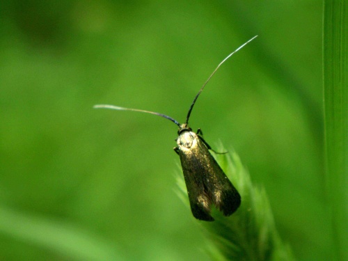 adéla zelená ♀ Adela reaumurella Linnaeus, 1758