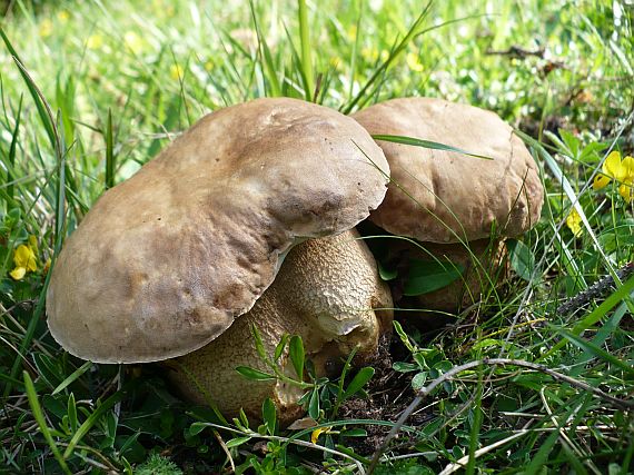 hríb dubový Boletus reticulatus Schaeff.