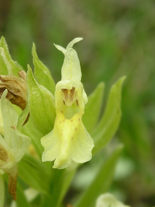 vstavačovec bazový Dactylorhiza sambucina (L.) Soó