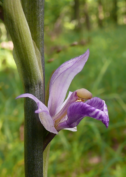 modruška pošvatá Limodorum abortivum (L.) Sw.