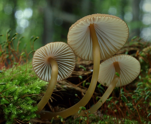 prilbička Mycena sp.