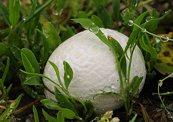 škárka kožovitá Mycenastrum corium (Guers.) Desv.