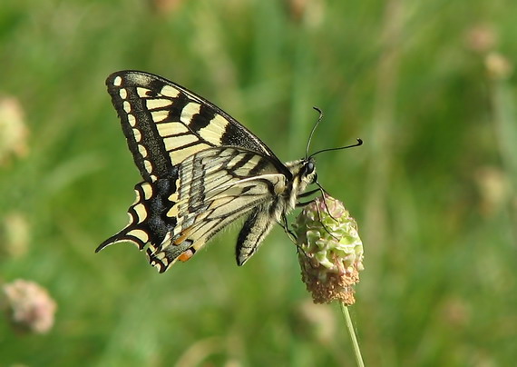 vidlochvost feniklový  Papilio machaon