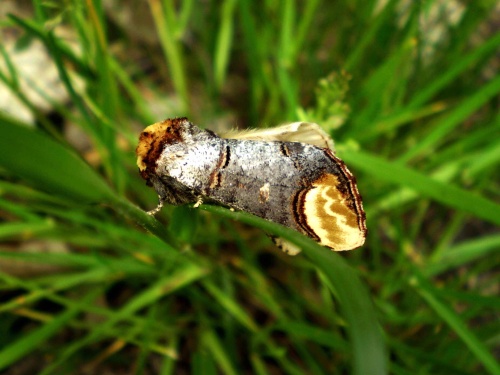 faléra lipová Phalera bucephala