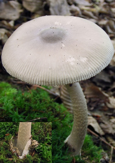 muchotrávka pošvatá Amanita vaginata (Bull.) Lam.