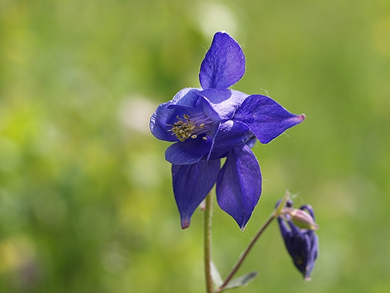 orlíček obyčajný Aquilegia vulgaris L.