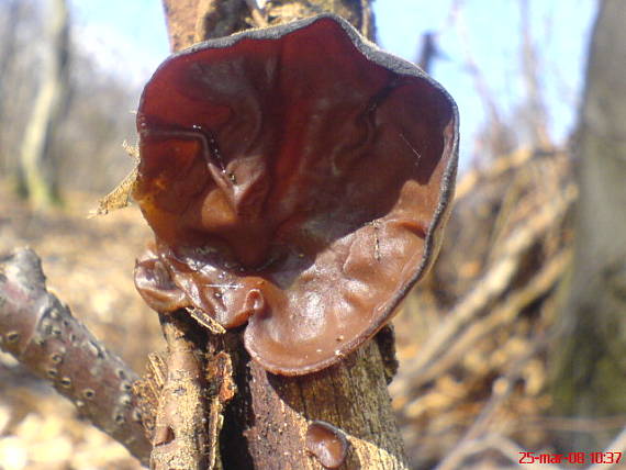 uchovec bazový Auricularia auricula-judae (Bull.) Quél.