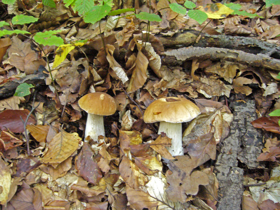 hríb smrekový Boletus edulis Bull.