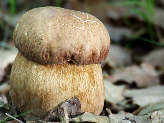 hríb dubový Boletus reticulatus Schaeff.