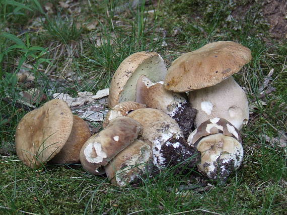 hríb dubový Boletus reticulatus Schaeff.