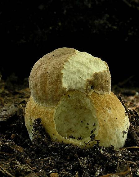 hríb dubový Boletus reticulatus Schaeff.