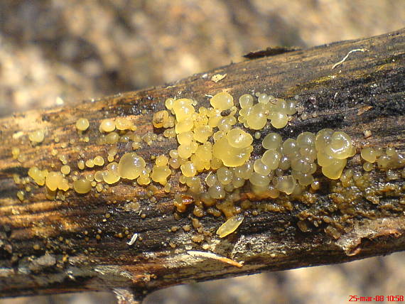 slzovec Dacrymyces sp.