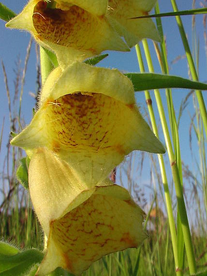 náprstník veľkokvetý  Digitalis grandiflora Mill.