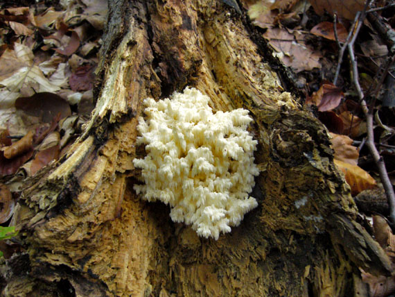 koralovec bukový Hericium coralloides (Scop.) Pers.