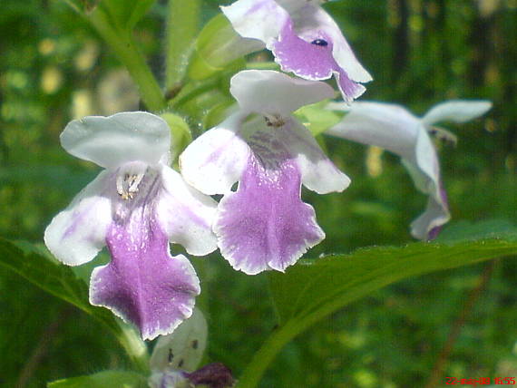 medunka medovkolistá Melittis melissophyllum L.