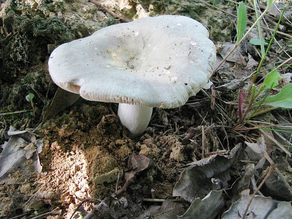 plávka Russula sp.