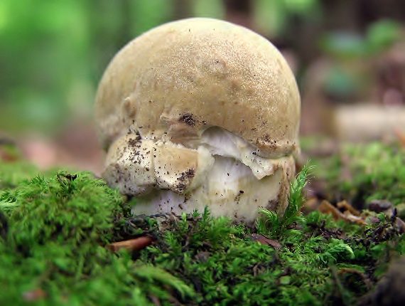 hrib dubový Boletus reticulatus Schaeff.