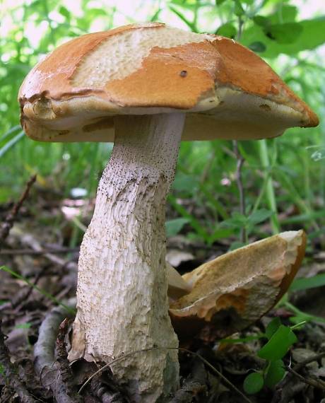 kozák osikový Leccinum albostipitatum den Bakker & Noordel.