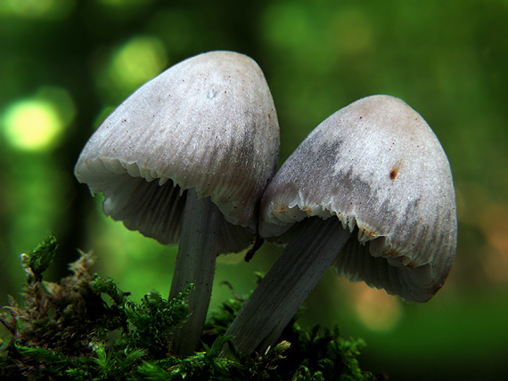 prilbička Mycena sp.