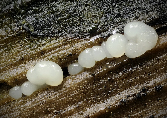 slizovka Myxomycetes