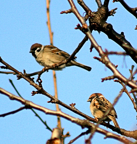 vrabec poľný Passer montanus