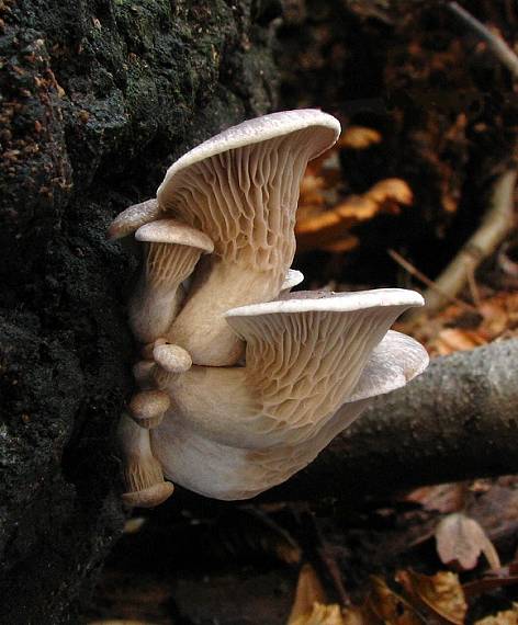 hliva ustricovitá Pleurotus ostreatus (Jacq.) P. Kumm.