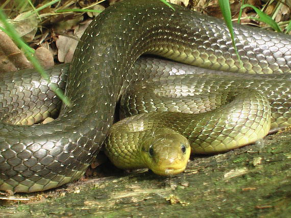 užovka stromová     Zamenis longissimus