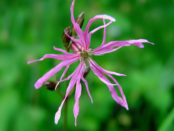 kukačka lučná-kohoutek luční Lychnis flos-cuculi L.