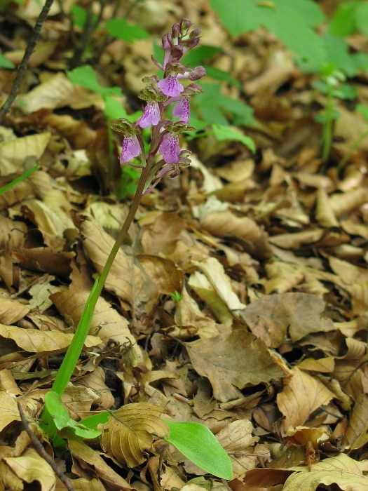 vstavač spitzelov Orchis spitzelii Saut. ex W.D.J. Koch