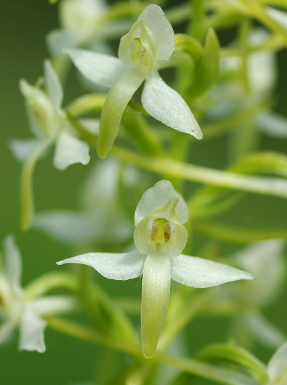 vemenník dvojlistý - vemeník dvoulistý Platinthera bifolia