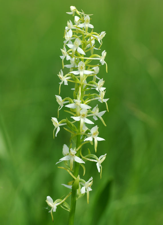 vemenník dvojlistý - vemeník dvoulistý Platinthera bifolia