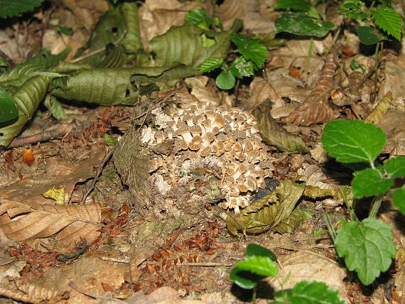 trúdnik klobúčkatý Polyporus umbellatus (Pers.) Fr.