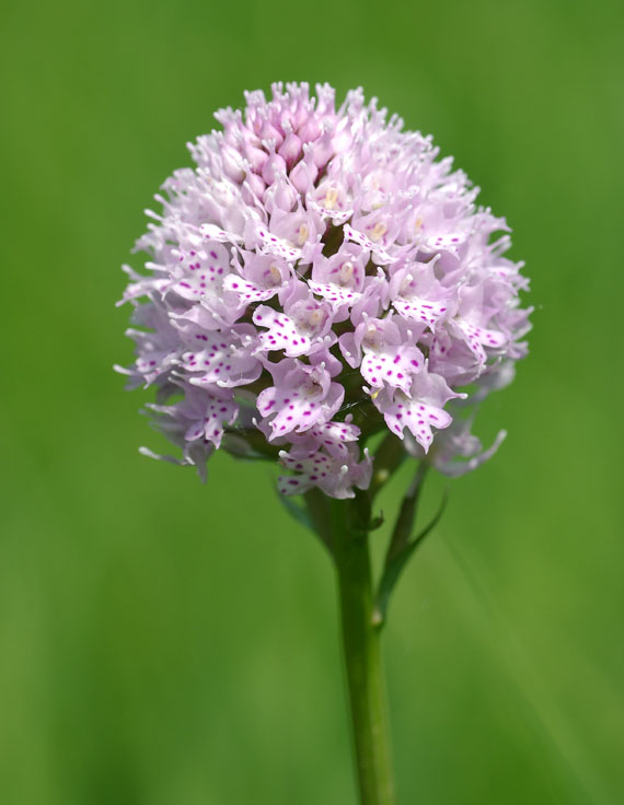 pavstavač hlavatý - hlavinka horská Traunsteinera globosa (L.) Reichenb.