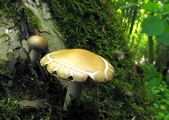 poľnička  Agrocybe sp.