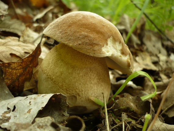 hríb dubový Boletus reticulatus Schaeff.