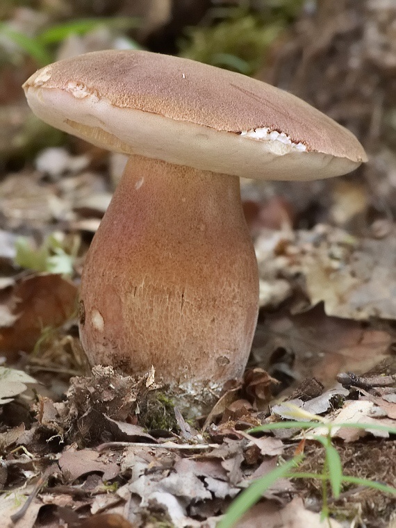 hríb dubový Boletus reticulatus Schaeff.