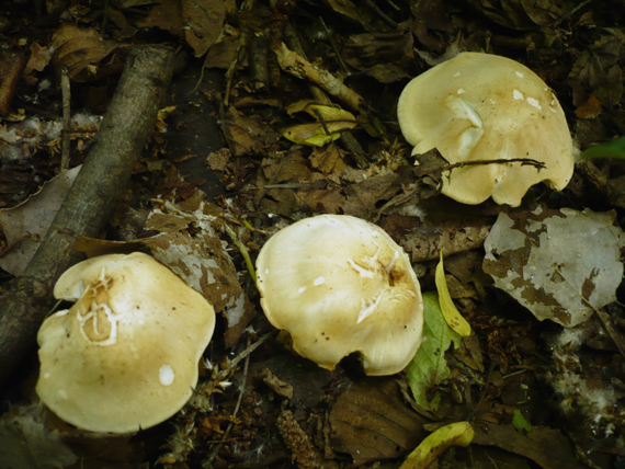 čírovnica májová Calocybe gambosa (Fr.) Donk