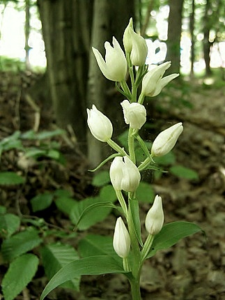 prilbovka biela-okrotice bílá Cephalanthera alba