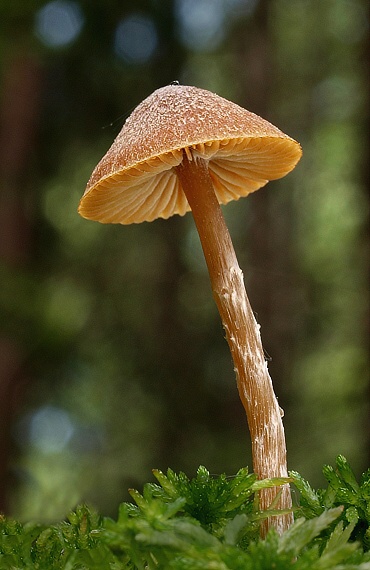 pavučinovec Cortinarius sp.