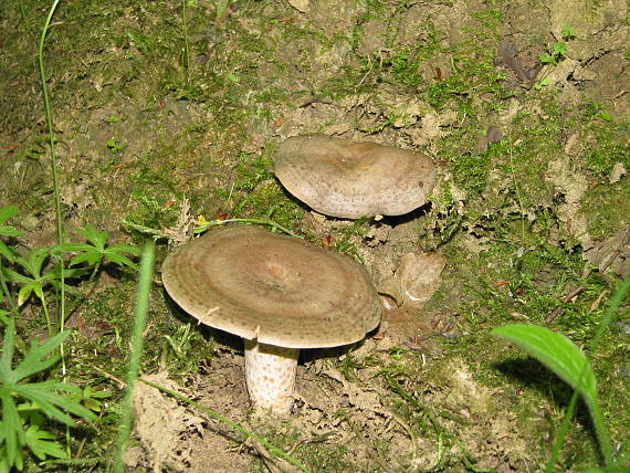 rýdzik sivozelený Lactarius blennius (Fr.) Fr.