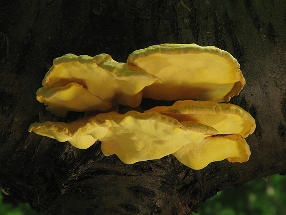 sírovec obyčajný Laetiporus sulphureus (Bull.) Murrill