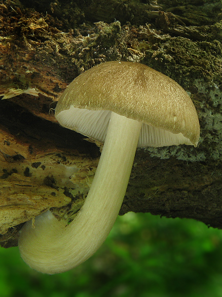 povraznica širokolupeňová Megacollybia platyphylla (Pers.) Kotl. & Pouzar