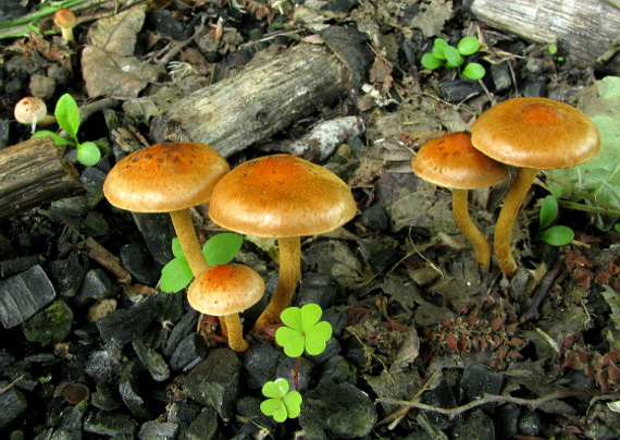 šupinovka spálenisková Pholiota highlandensis (Peck) Quadr. & Lunghini