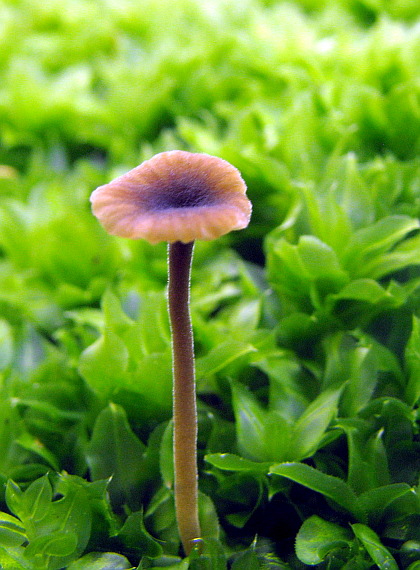 machovček Swartzov Rickenella swartzii (Fr.) Kuyper