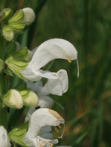 šalvia - albín Salvia pratensis L.
