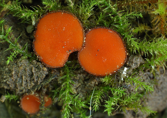 štítovnička Scutellinia sp.